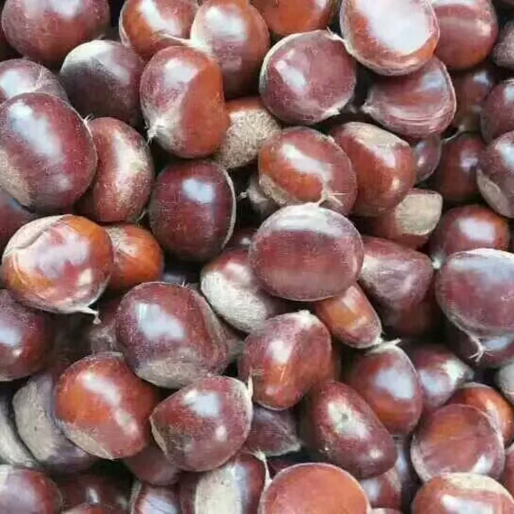 2023 New Crop Top Quality Fresh Chinese Chestnut with Bright Color