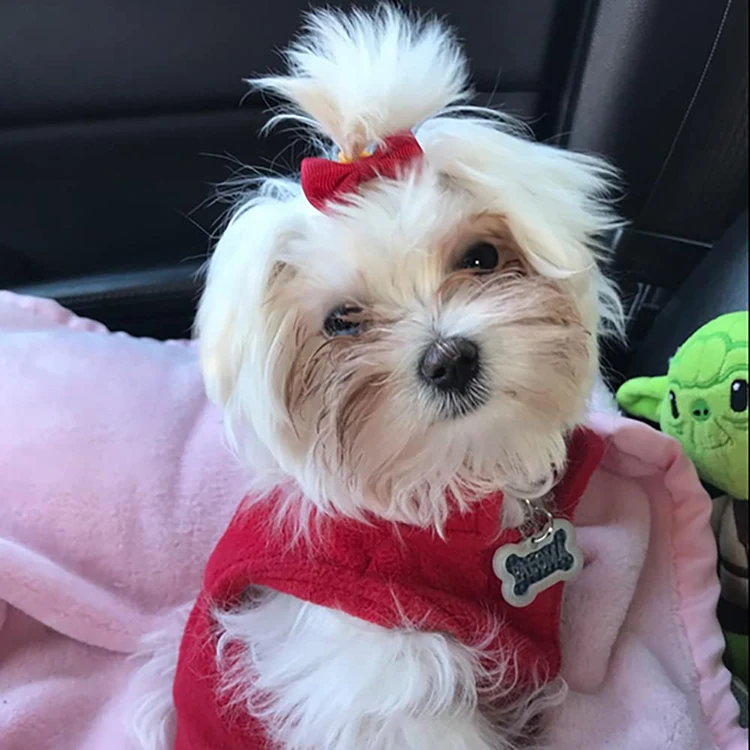 Wholesale Pet Puppy Cute Grooming Accessories Small Big Lace Bowknot with Rubber Band Dog Hair Clip Bows for Dog