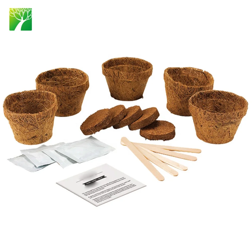 Amazon cheap hot sale real ornamental plants naturally grow chinese bonsai tree kit