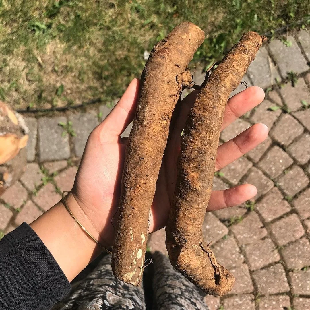 Burdock Burdock / fresh Production Of Organic Vegetable