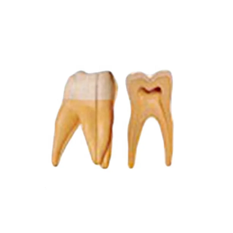 HC-S401 Standard Tooth Model Practical False Dental Teeth Giant Tooth Model Stand Tooth Enlargement Model