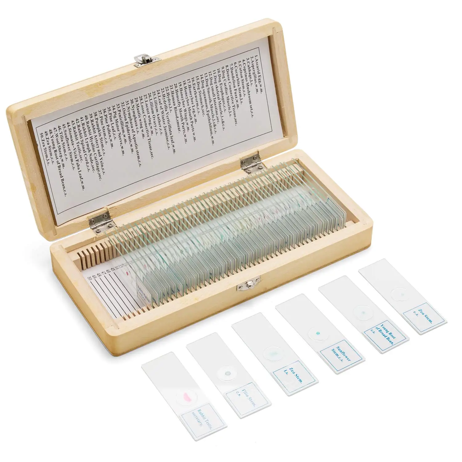 Microbiology Prepared Microscope Slides with Specimen used Medicine Education