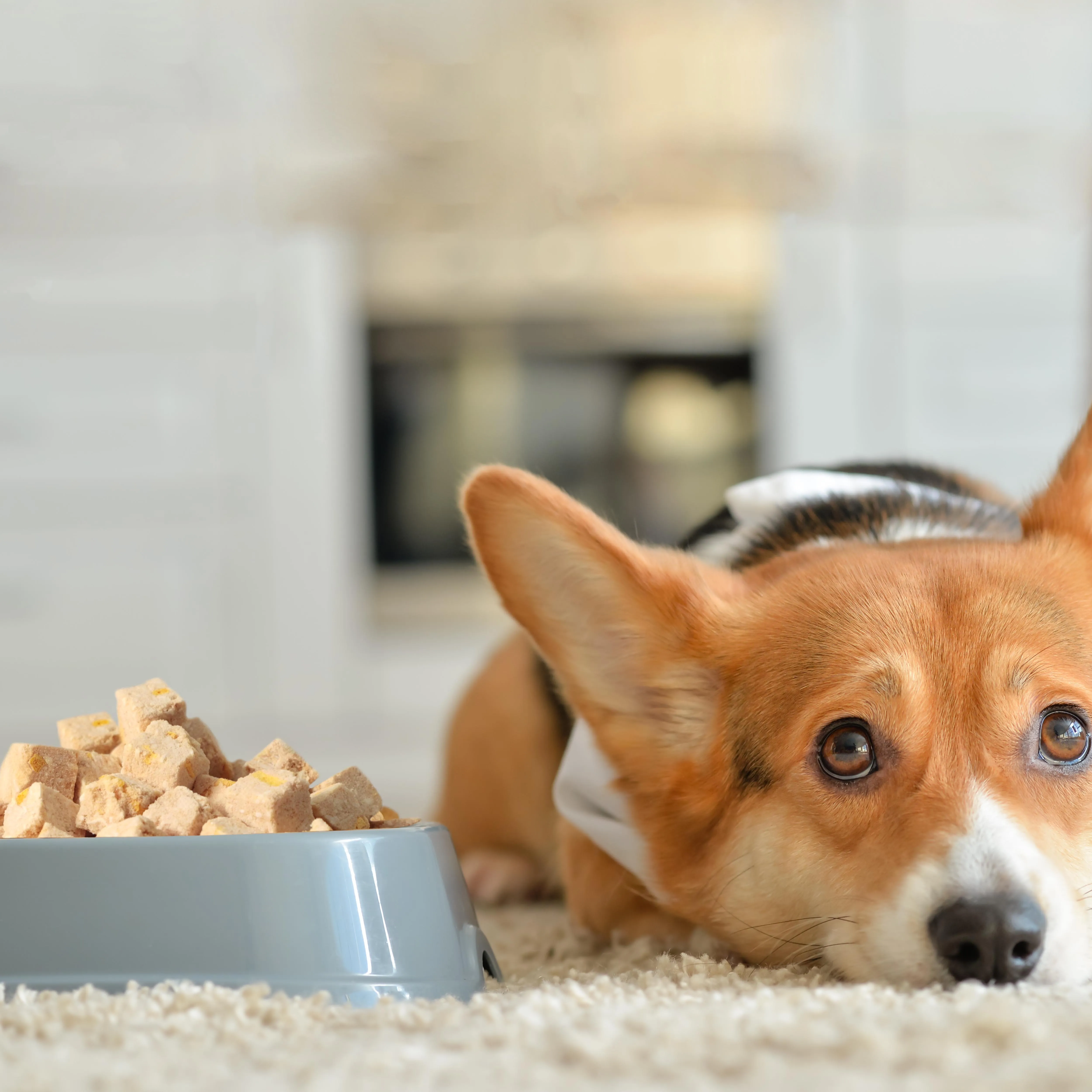 OEM ODM freeze-dried high protein chicken cubes 100% natural Salmon & Coconut & Pumpkin mixed food for cat and dog bulk factory