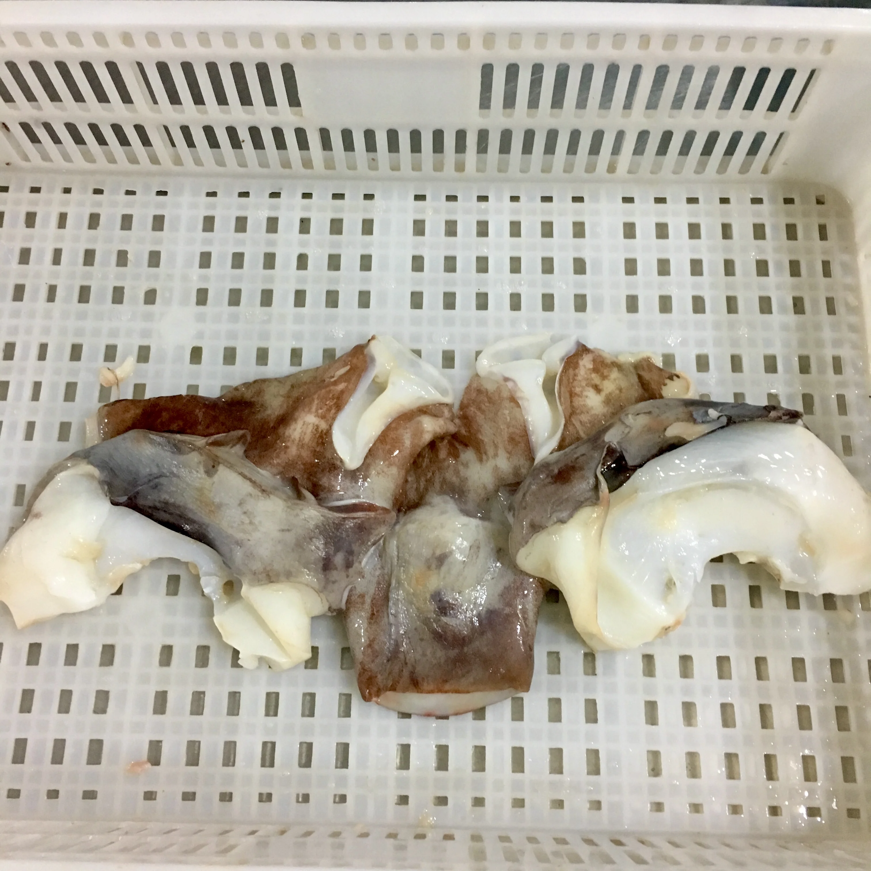 
Frozen Peru Giant Squid Neck Indian Ocean Squid Neck The Butterfly Shape 