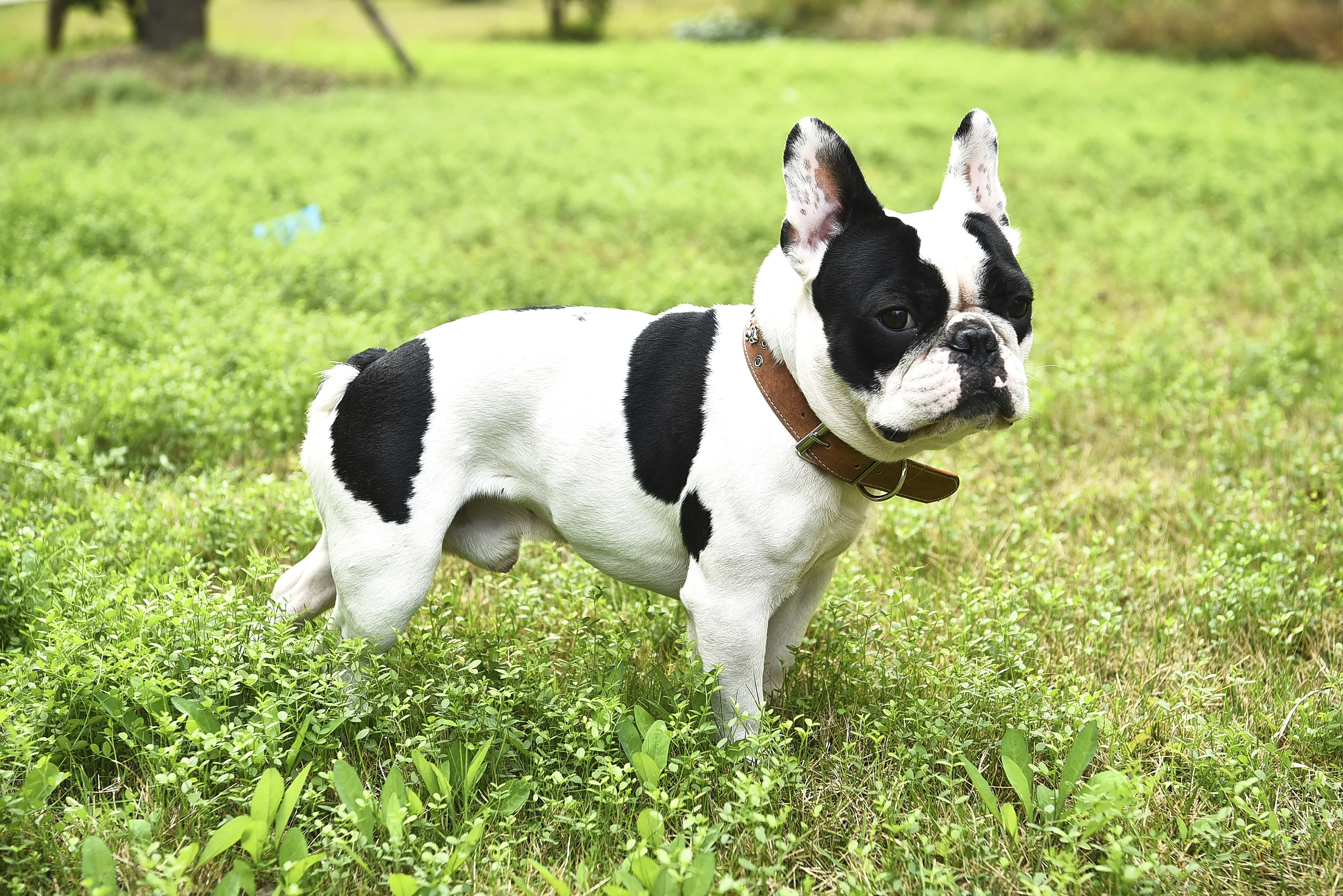 Sparkly Crystal Diamonds Studded Shining Medium Large Leather Pet Stud Dog Collar