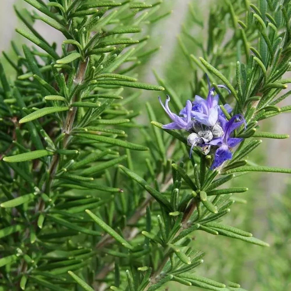 
The best factory hot sale body massage therapy rosemary camellia essential oil 