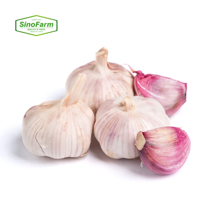 High quality of Chinese fresh garlic ajo chino in cold storage of a garlic in bulk fresh pure white normal white garlic price