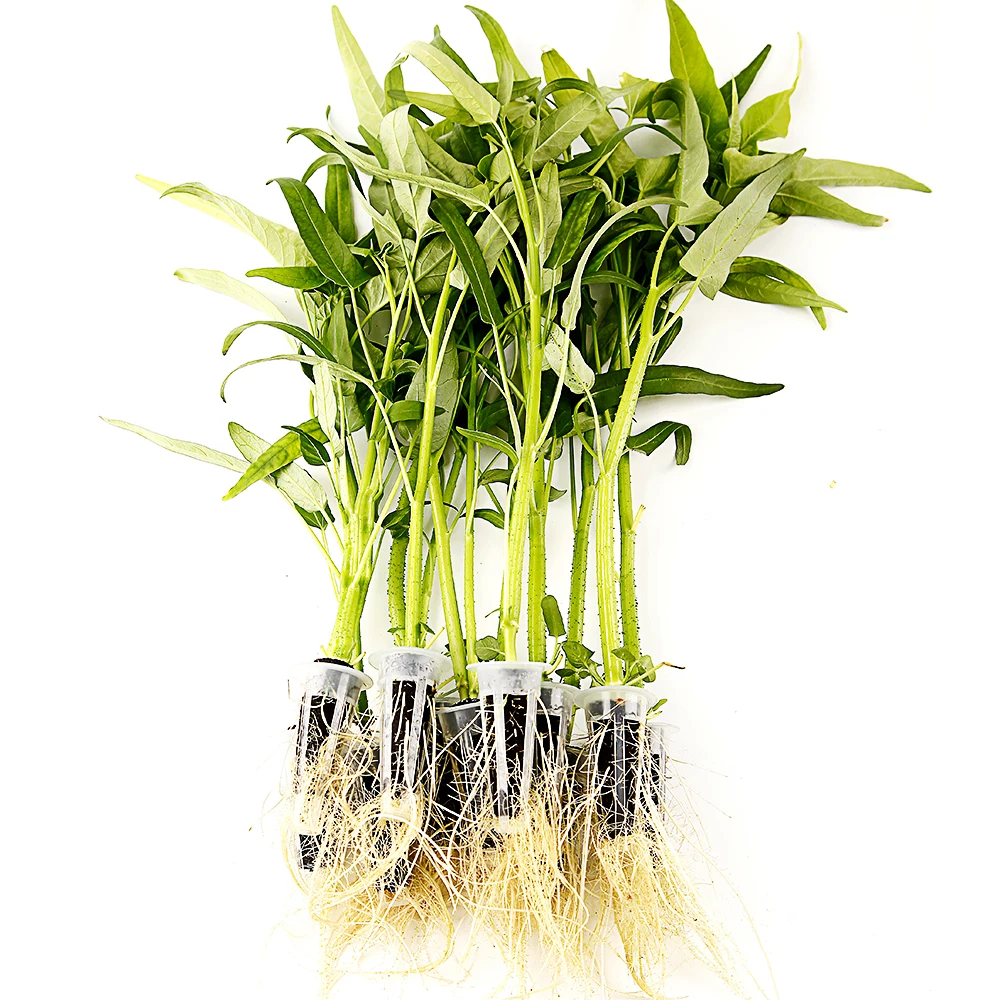 Кокосовая губка для выращивания семян