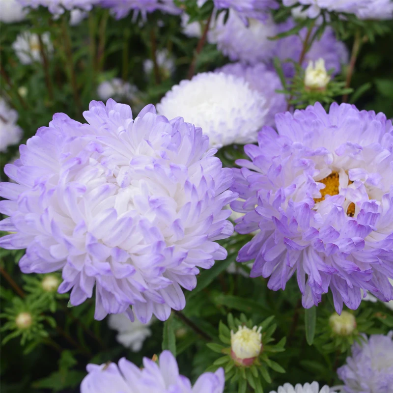 
Hot Sale Different Kinds of China Aster Seeds Callistephus Chinensis Flowers Seeds 
