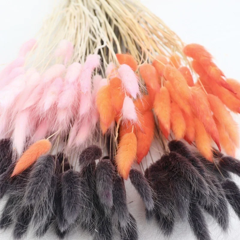 Yunnan Hot Sale Bunny Tails Grass Home Decorative Dried Flowers Black Lagurus Ovatus