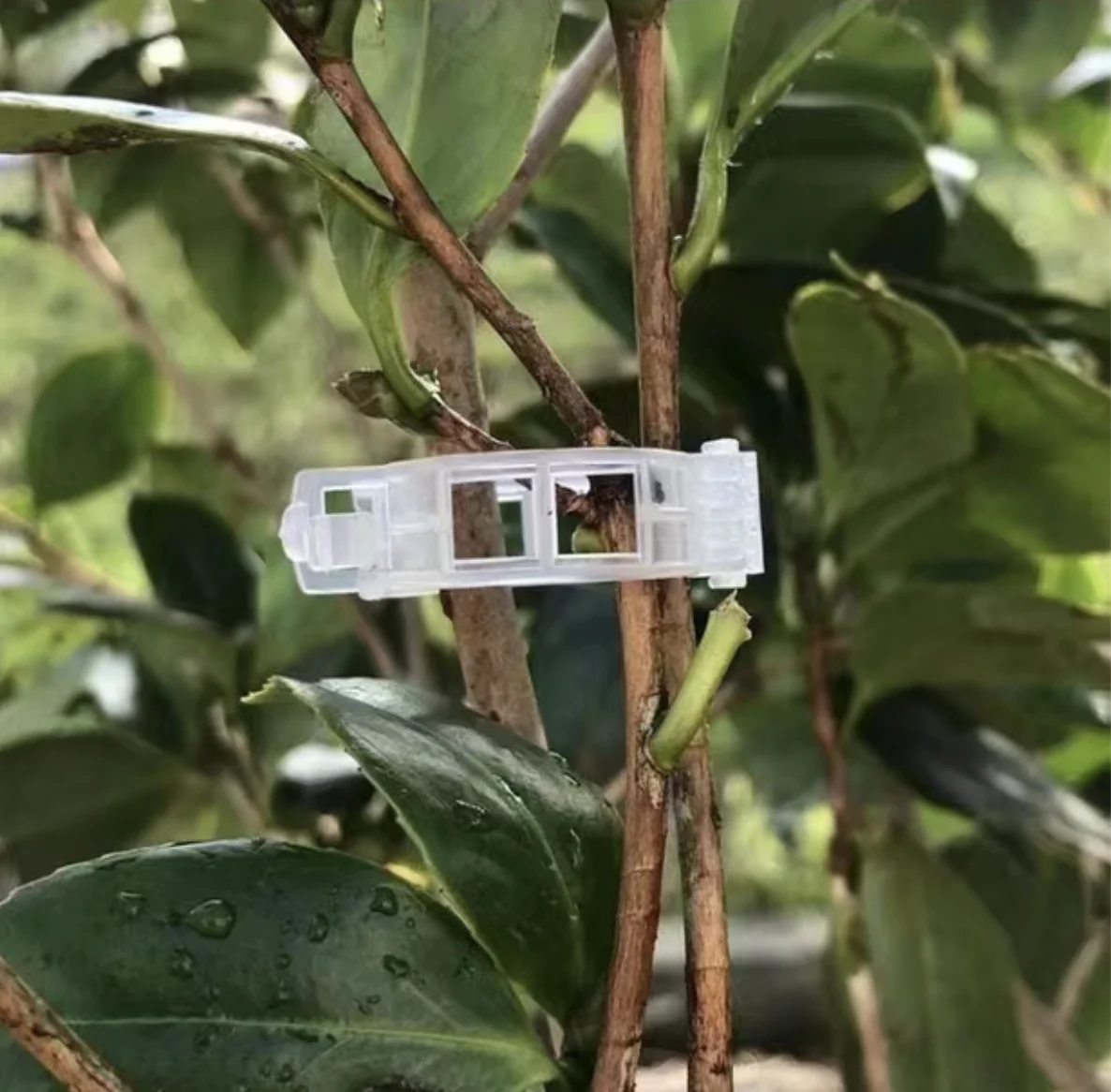 Connects plants greenhouse vegetables 25mm repeated use pvc plant support tomato clips