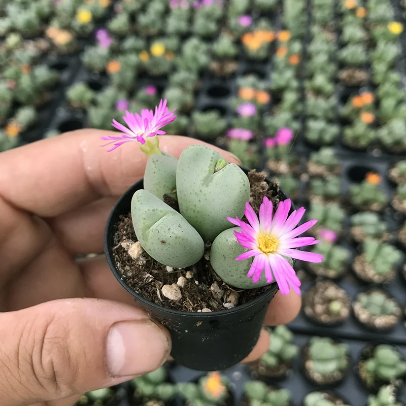 
Succulent plants Major general Mother plant Wholesale of indoor potted plants 