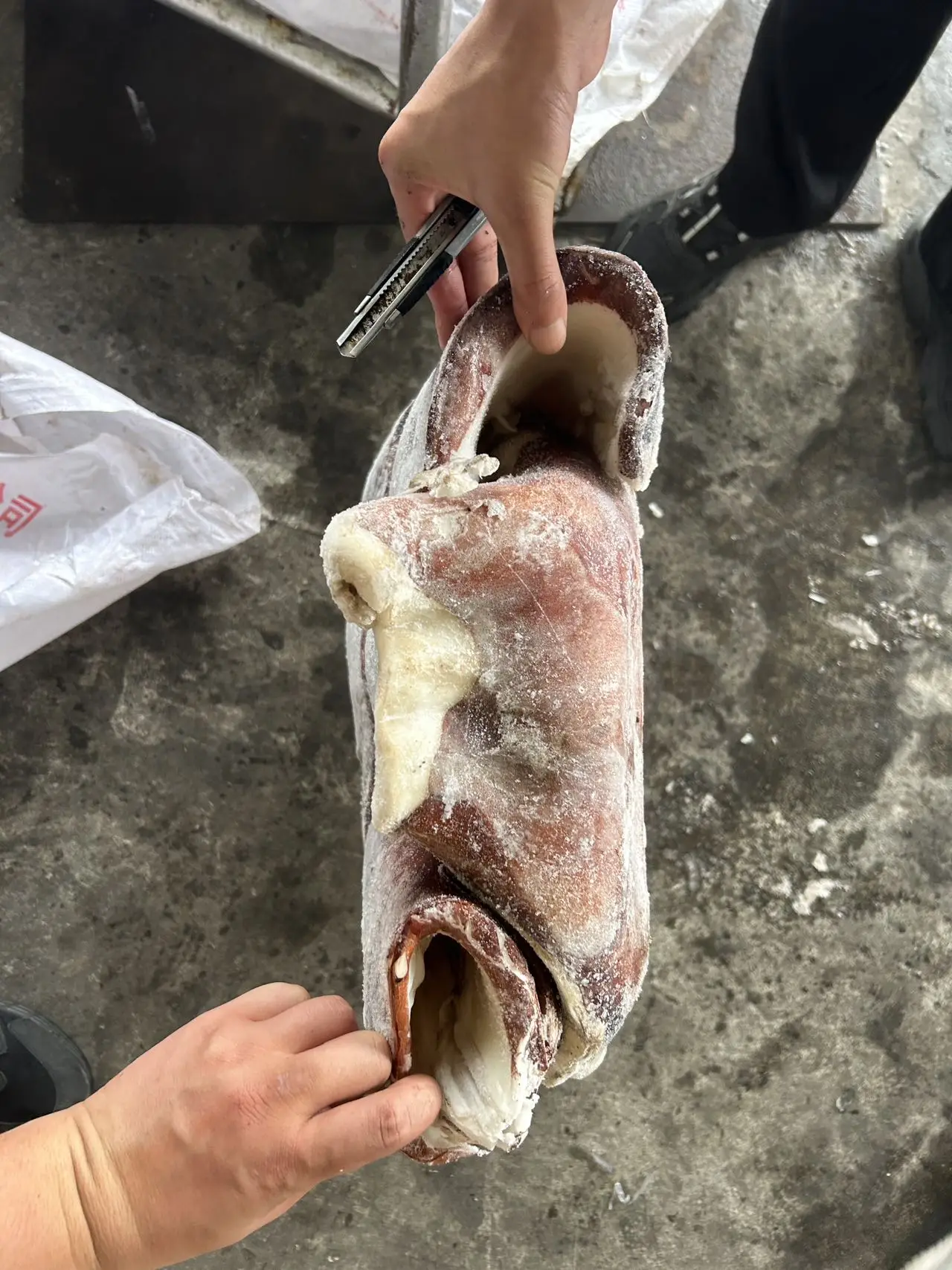 Skin on Peru squid dosidicus gigas  fillet With skin Peru Squid fillet with skin