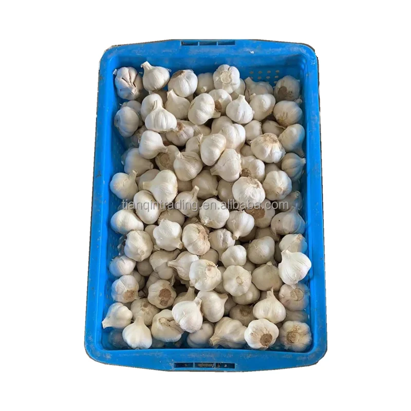 garlic seed / garlic seeds / seeds of garlic and seeds of Chinese garlic with mesh bag and basket package