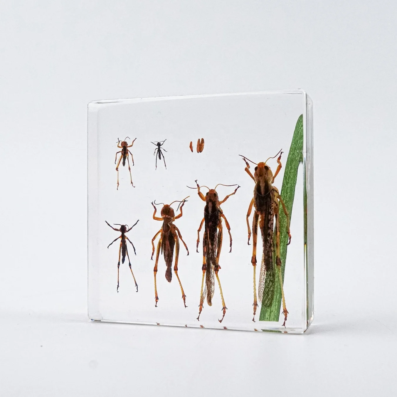 Wholesale Educational resource Life Cycle of Grasshopper bee butterfly dragonfly mantis  Specimen embedded biological specimens