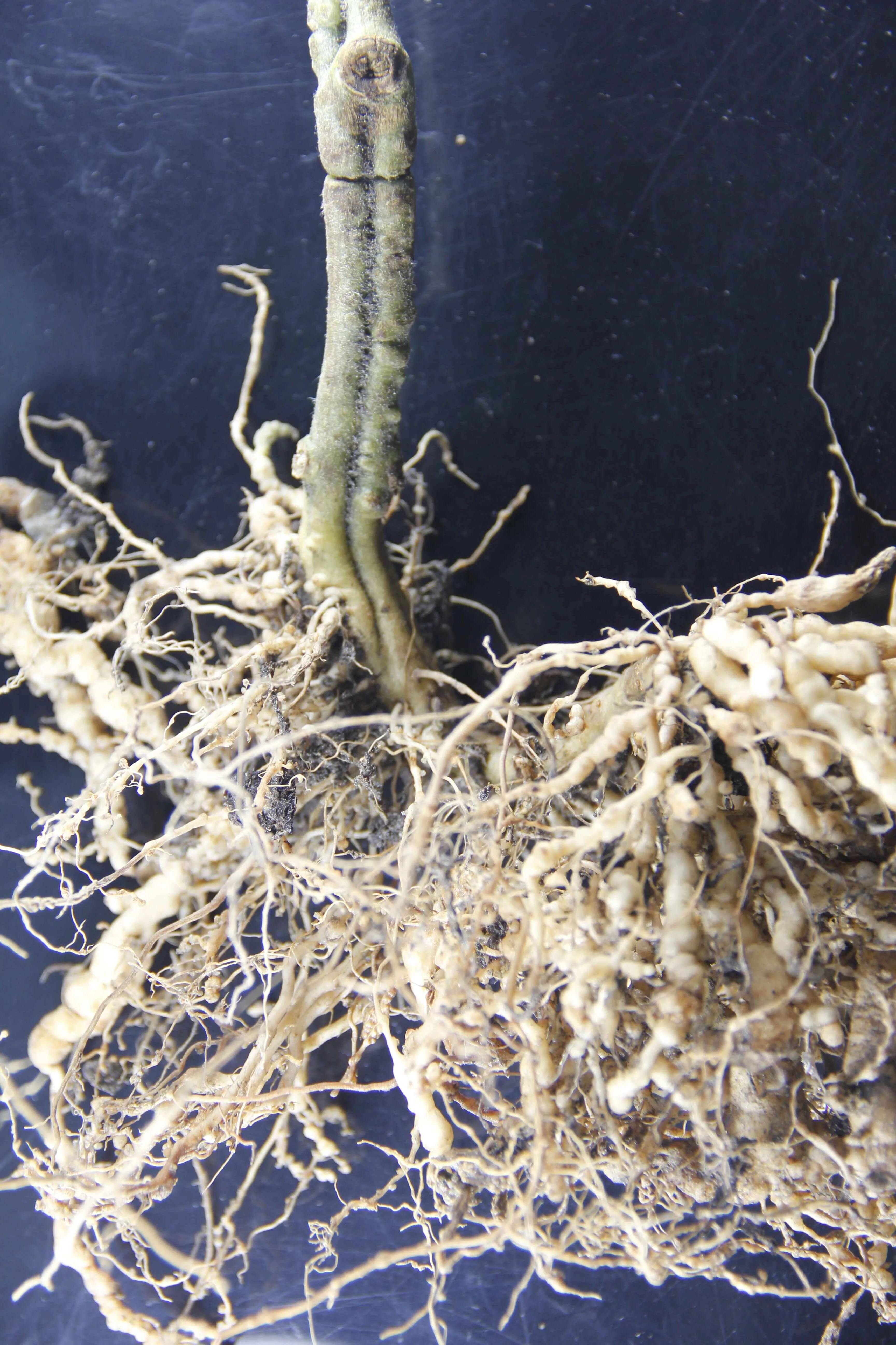 
 Широко используемые пестициды превосходного качества, микросклеротия Пурпура, лилацина  