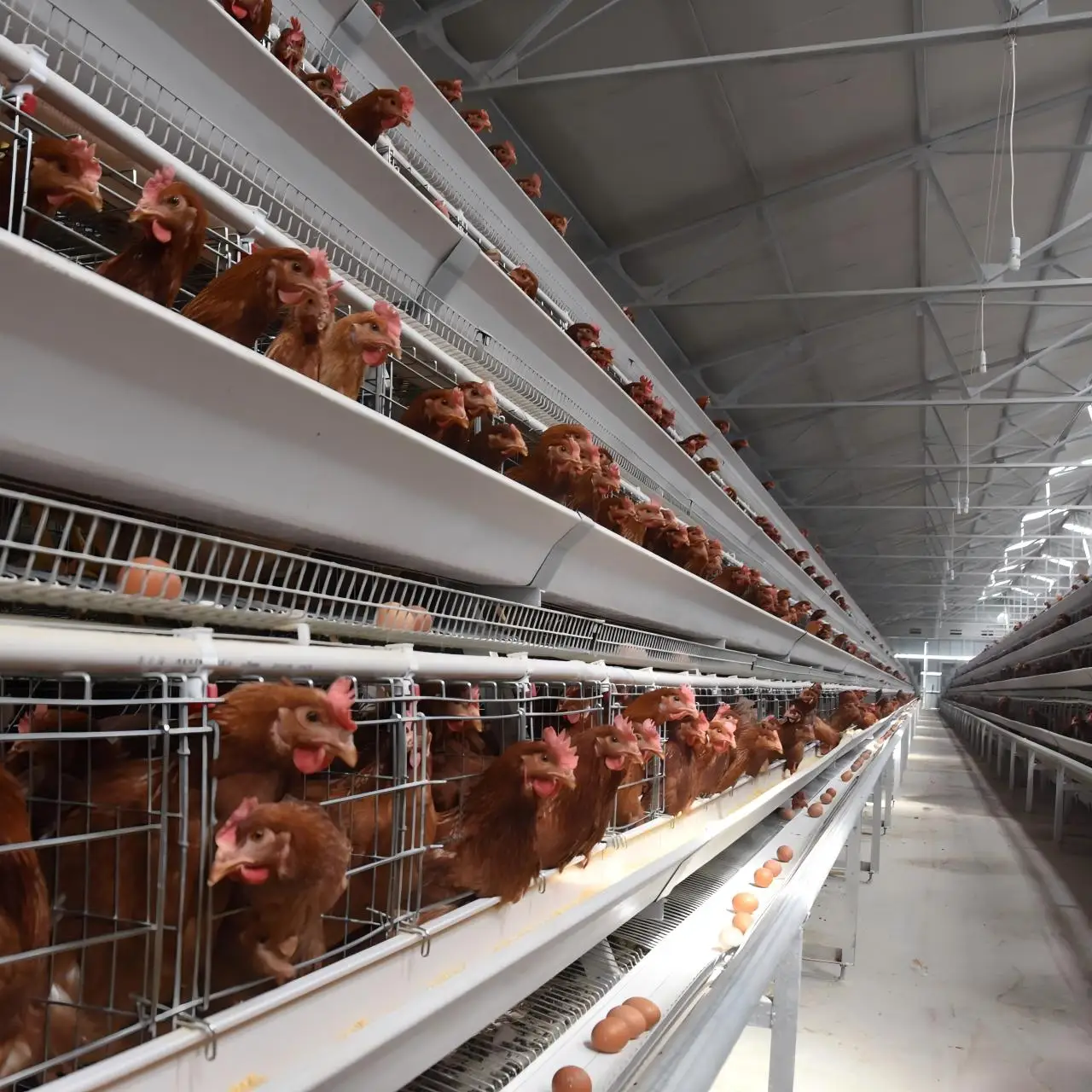 Outstanding Quality Chicken Battery Cage Automatic A Type Layer Chicken Breeding Poultry Cages for 1000 Chicken from China Trade