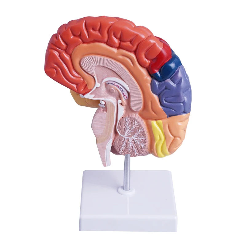 Human Brain Model Anatomical Model Medical School Plastic Human Brain for Medical Science