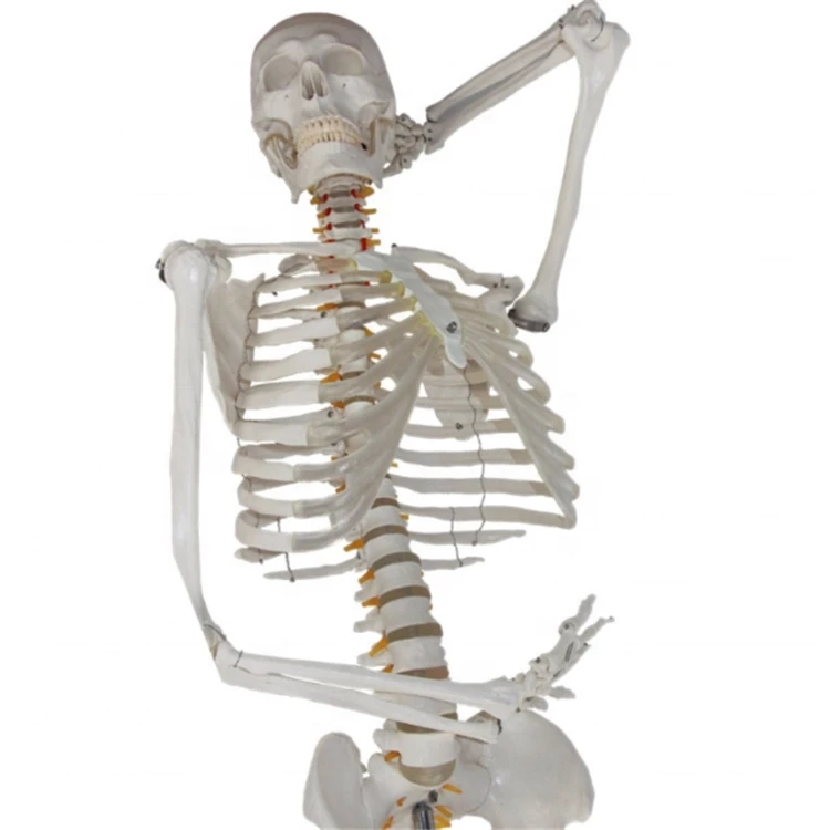Factory Medical science Life-Size Skeleton 180cm Tall Human Skeleton model for teaching resources