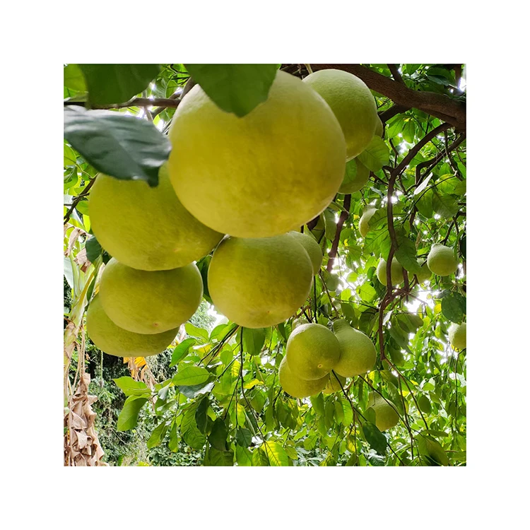 Wholesale fresh honey pomelo high quality Chinese white pomelo and red pomelo