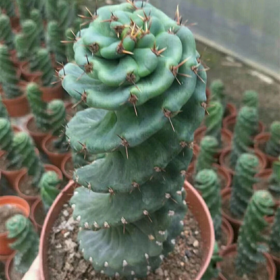 Wholesale Cactus Nature Cacti Live Cactus Succulent woody Plants indoor plant Spiral cactus