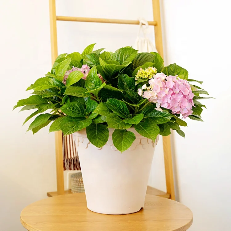 Custom Luxury Modern Home Decorative Pottery Ceramic Clay Bonsai TerraCotta Plastic Flower Pot Planter Pots