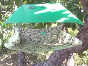 Good quality Carposina niponensis pheromone lure peach fruit moth bait pest control equipment