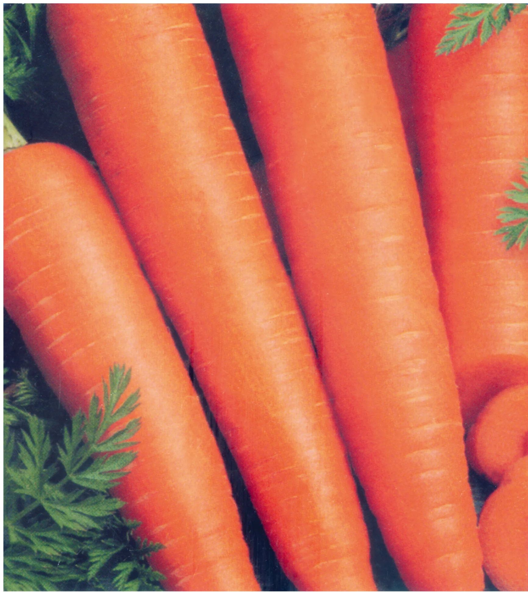 
Suntoday vegetable heirloom F1 hybrid planting carrot seed 1kg/bag 