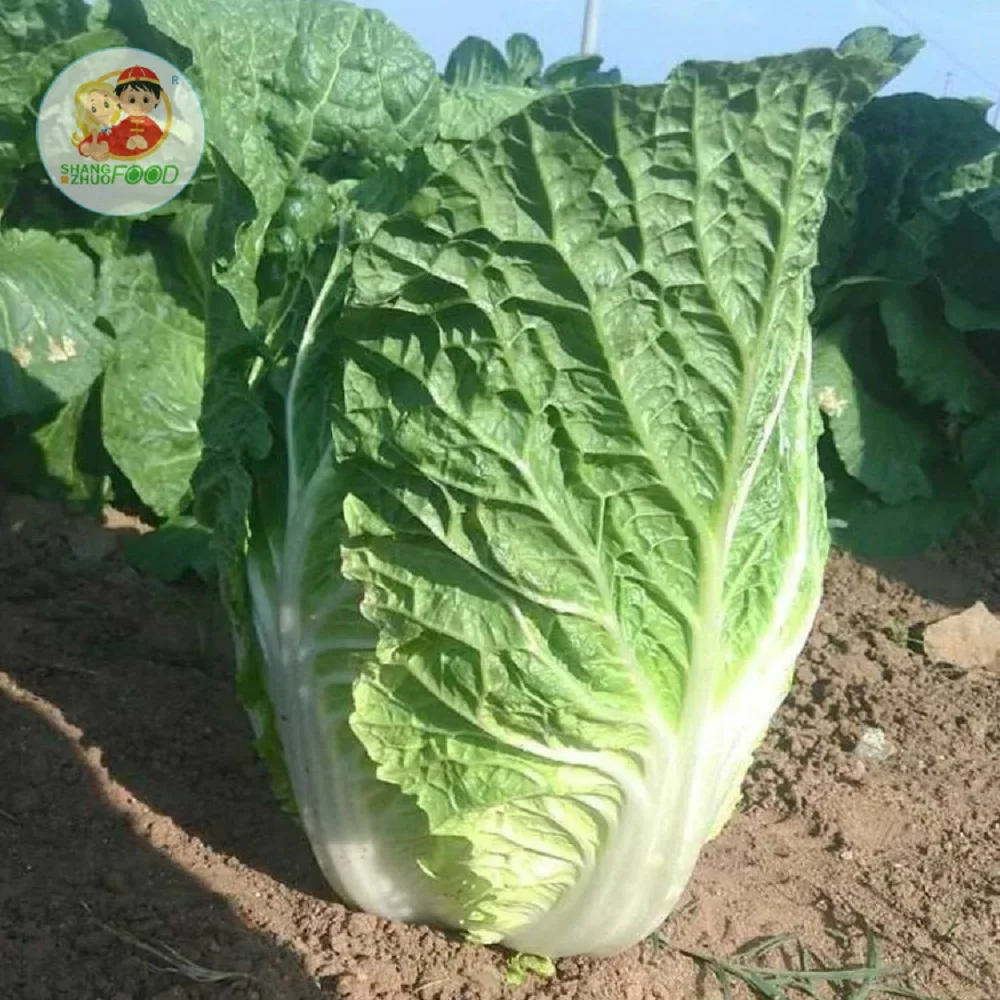  Новый Урожай Горячая продажа Капустная Свежая китайская капуста оптовая цена готов к