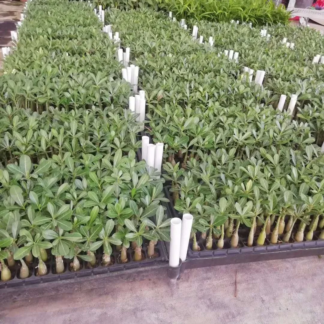 Саженцы растений саженцы пустыни розы