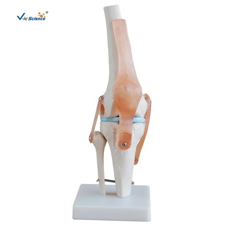 life-size knee joint articulacion rodilla modelo anatomy joint