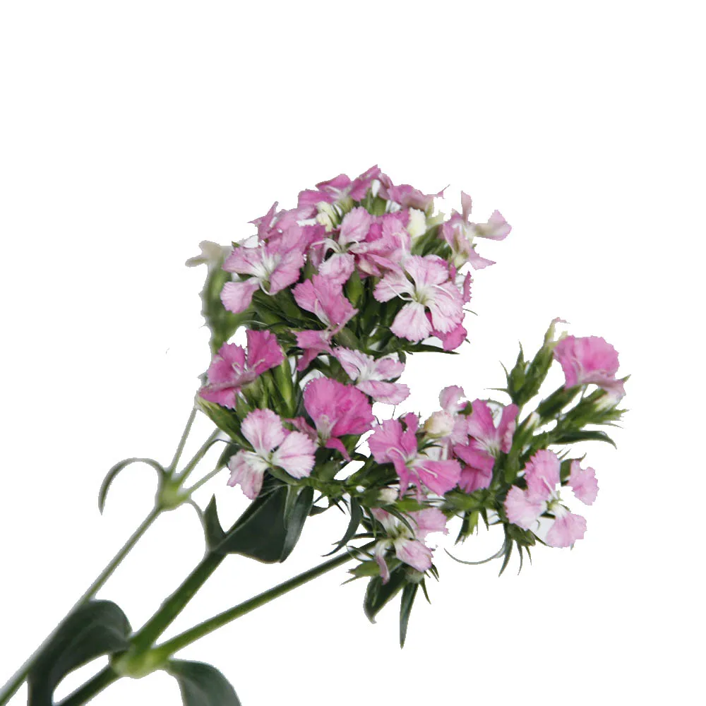 High quality Fresh Cut Flowers Barbatus ornamental plants From Kunming