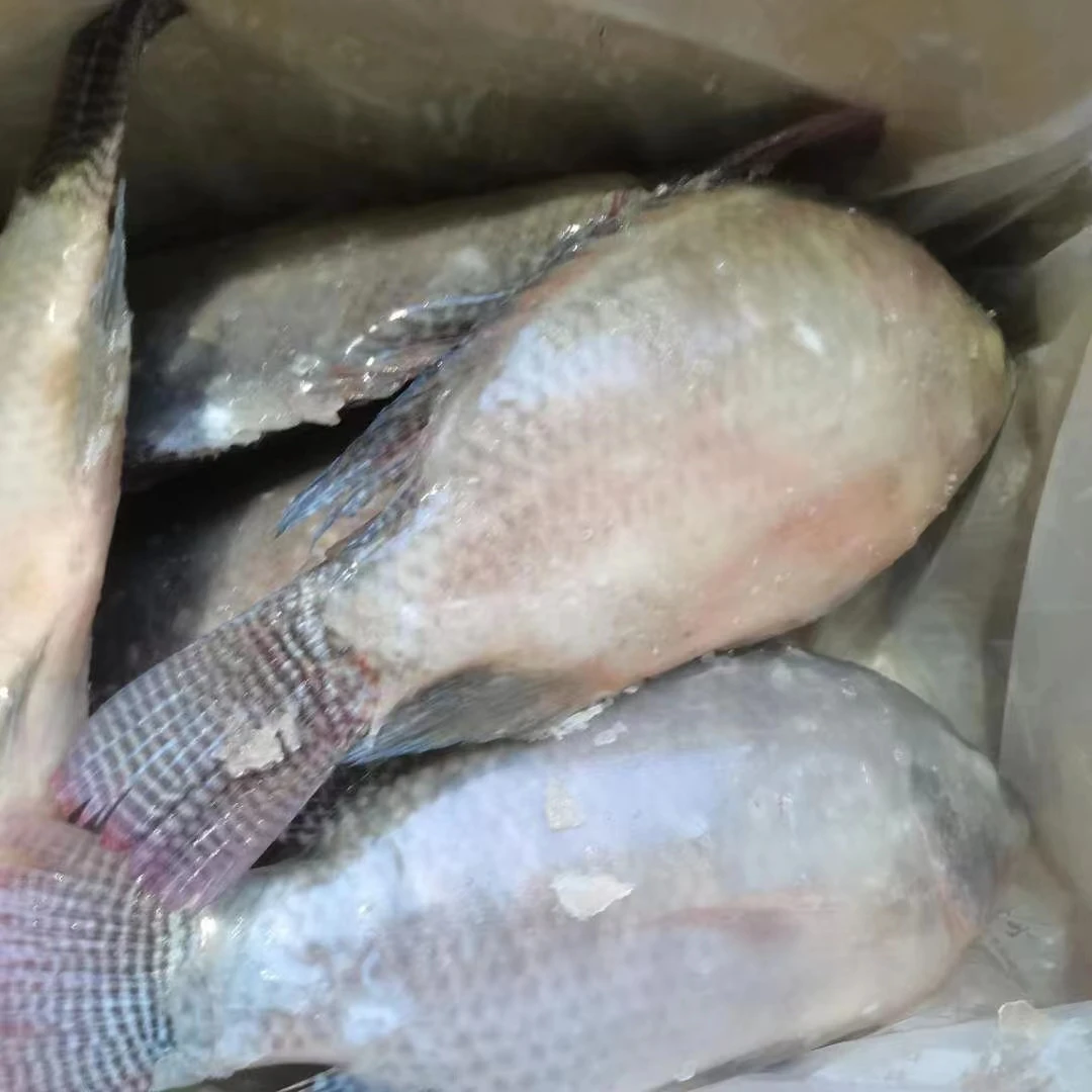 wholesale seafood frozen whole round Tilapia fish