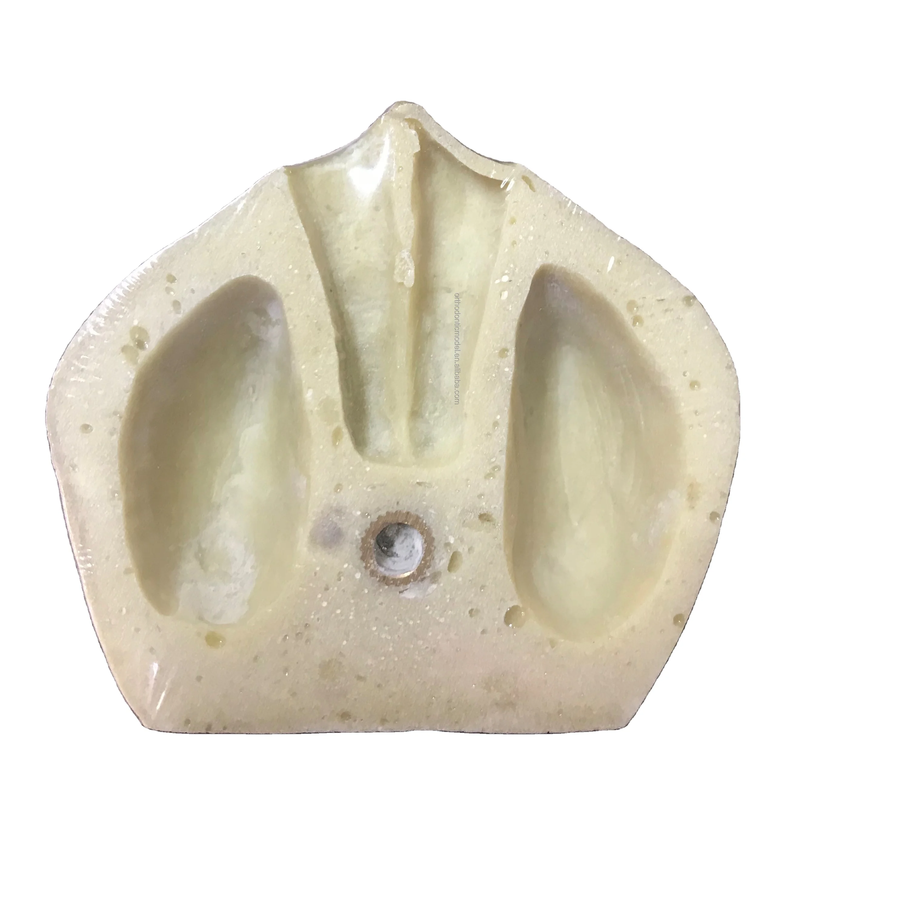 Edentulous челюстной кости синуслифтинг практика Имплантат модель для резки и наложения швов