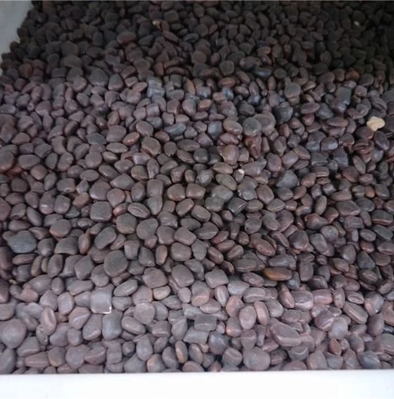 Tamarind acid horn Luo Wangzi