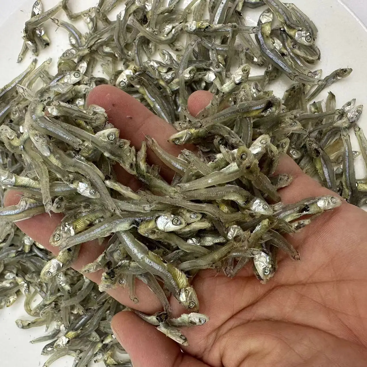 Dried wild Sardinella loniceps whole round with salt  Dried wild Sardine Fish