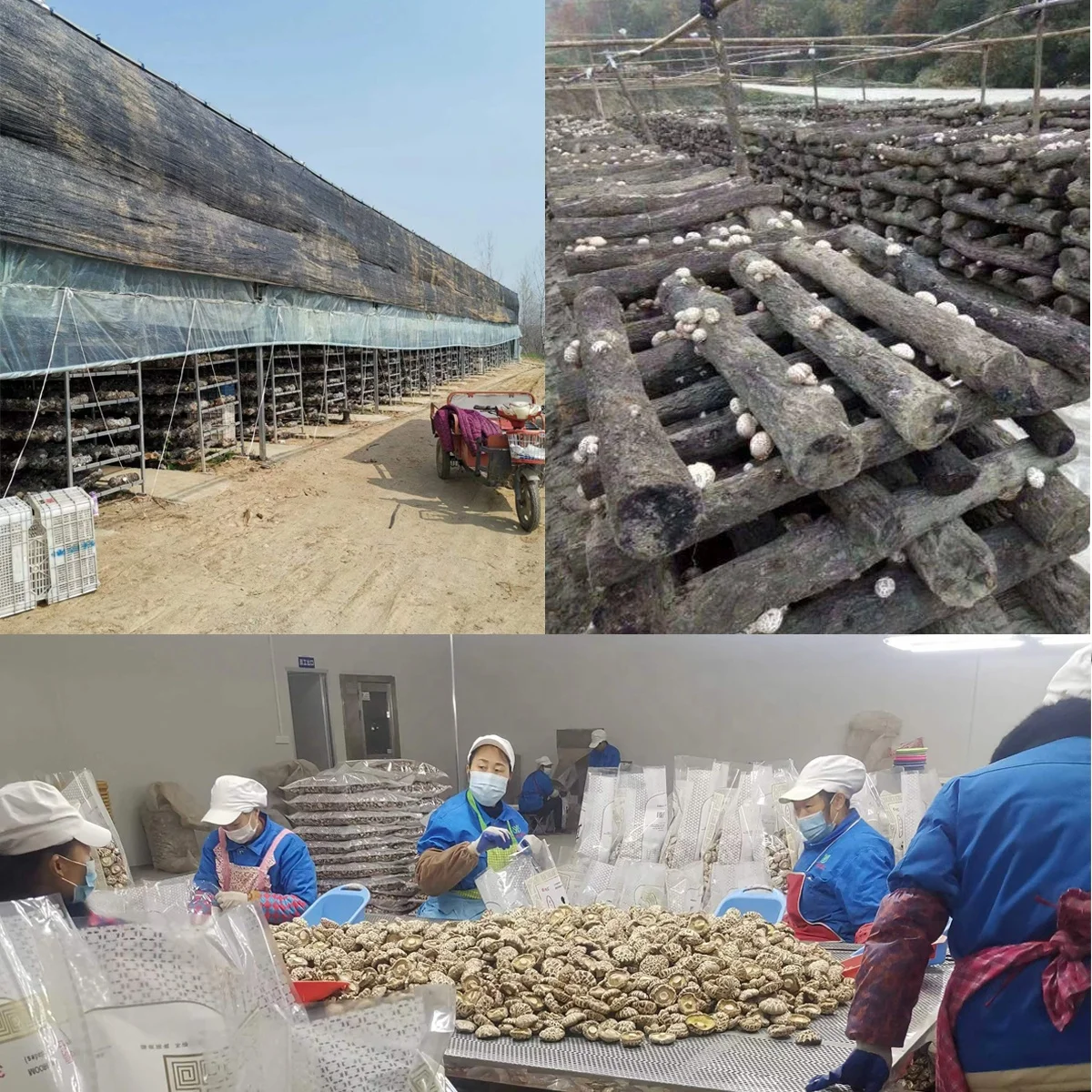 Hot Sale China Edible Fungi Dried Sliced Shiitake Mushroom Stem