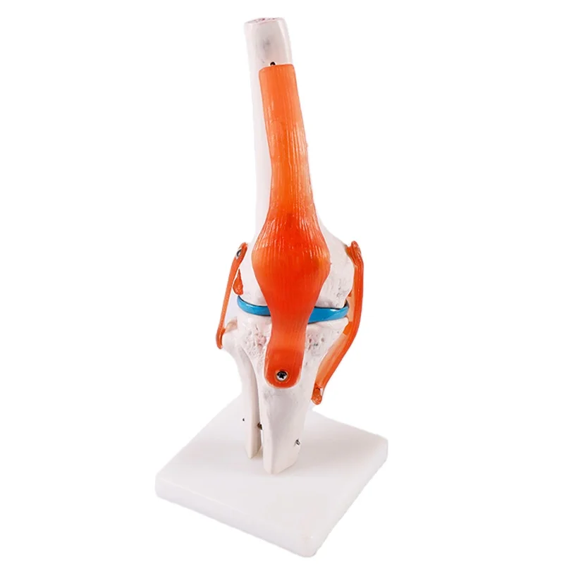 BIX-A1025 Artificial Natural size anatomical skeleton model, human knee joint model