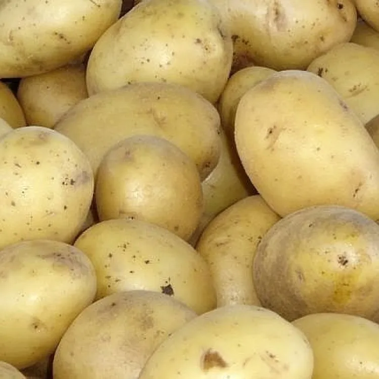 Свежий картофель/желтый Картофель/свежий ирландский картофель, свежий картофель