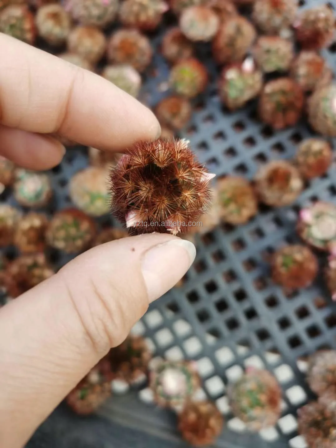 
Thailand hot sale Mammillaria carmenae red thorn mini real live cactus plants self root garden cactus 