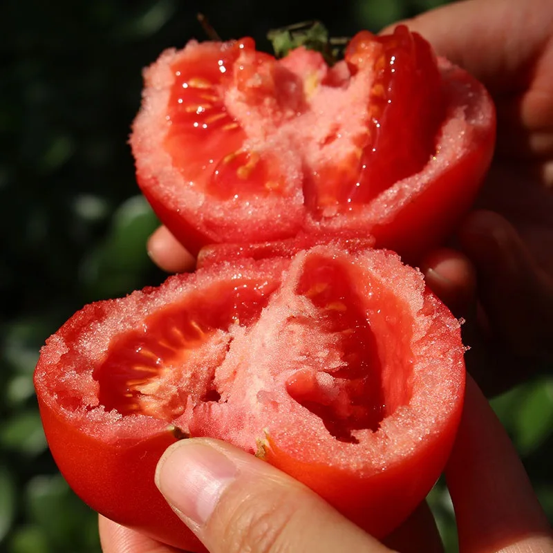 Zhejiang tomato