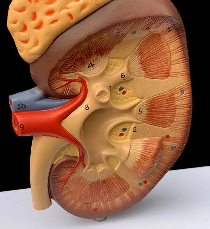 Medical science teaching resources human anatomy Anatomical Human Organs Kidney Nephron And Glomerulus Model