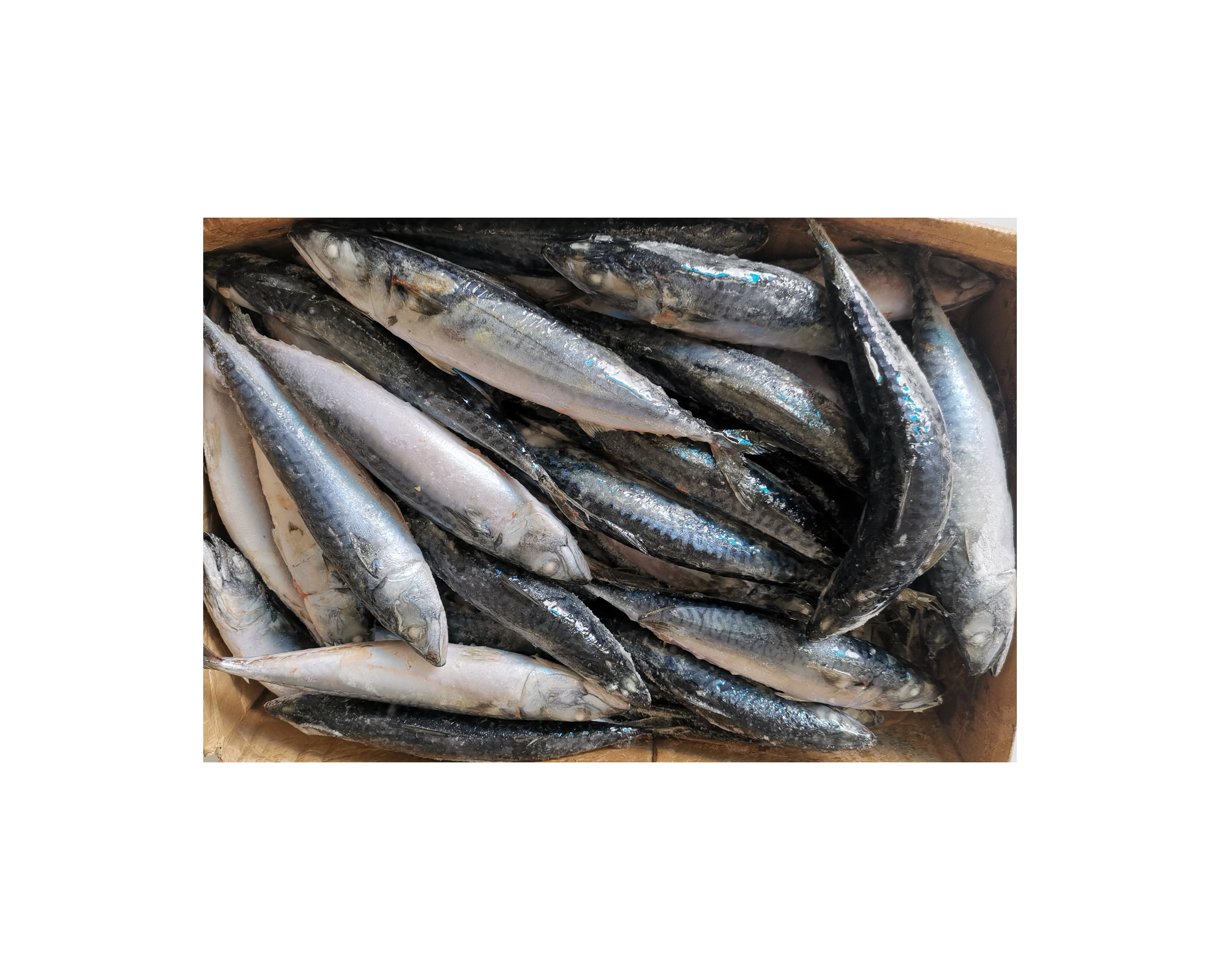 FROZEN PACIFIC MACKEREL NEW SEASON SEAFOOD
