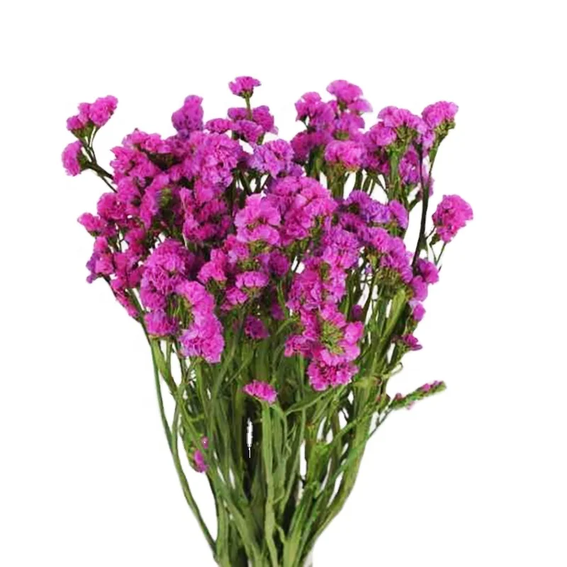 
hot sale 2020 Natural preserved flower Forget Me not Dried Myosotis Flower For Girlfriend Eternal flower 