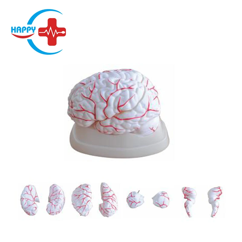 HC-S246 Human brain model anatomy Cerebral artery model head with cerebral artery model