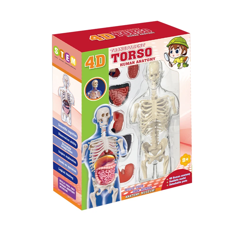 Newest 4D Human Transparent Torso Science Anatomy Model Children Creature Structure Dissect Teaching Kit
