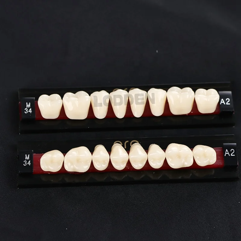Synthetic Resin Teeth Full Set Two-Layers Teeth SND Factory Price Acrylic Resin Teeth For Clinic Lab