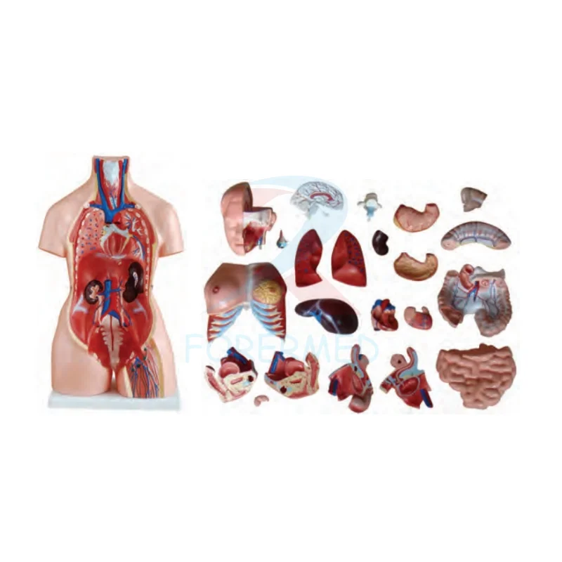 Medical Anatomical Model Torso Series 85CM Unisex Torso 23 Parts Half Detachable Torso Model