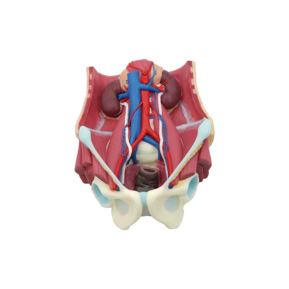 Medical Anatomy Model Soft Silicone Human Urinary System Model