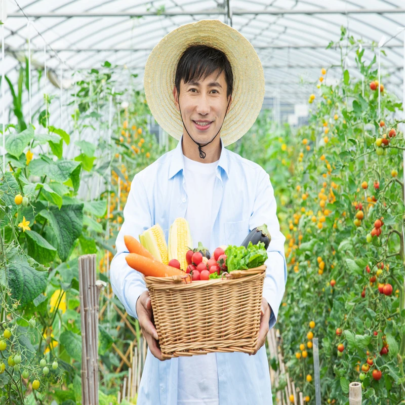 Smart Farming Agriculture Commercial Green Houses Plastic Film Greenhouse Tunnel Single Span Greenhouse